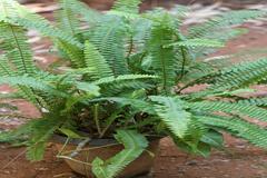 Nephrolepis biserrata
